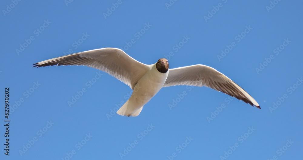 Portrait of a seagull in flight against the sky. Portrait of a seagull in flight against the sky.