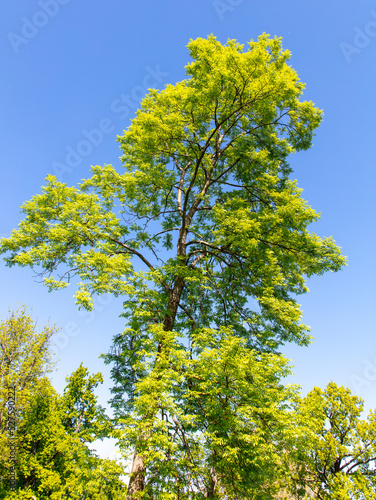 Green leaves on the trees in the park. Nature