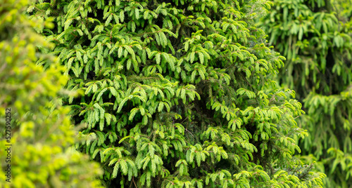 Green coniferous tree in the park in summer.