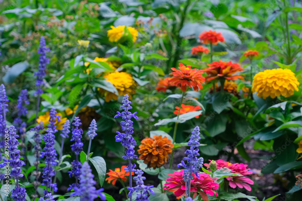 Obraz premium blooming colorful flowers in the garden, gardening and beautiful environment concept