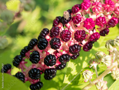 Phytolacca acinosa (Phytolaccaceae), close up. Traditional Chinese and Indian herb with medicinal uses