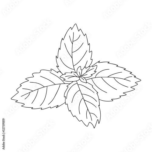 Mint leaf cartoon vector icon.Cartoon vector illustration fresh peppermint. Isolated illustration of mint leaf icon on white background.