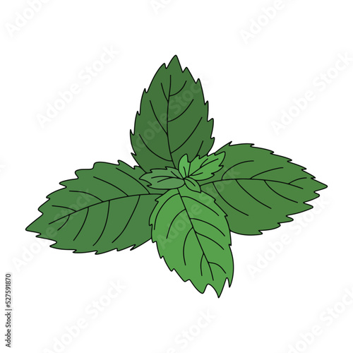 Mint leaf cartoon vector icon.Cartoon vector illustration fresh peppermint. Isolated illustration of mint leaf icon on white background.