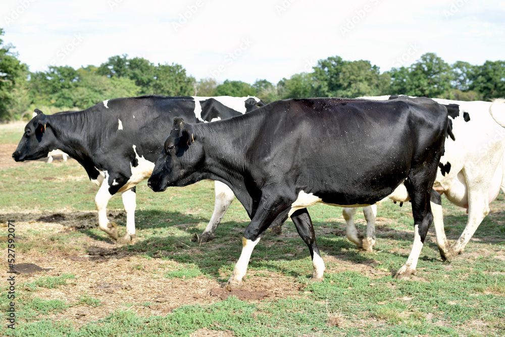 Des vaches laitières dans une exploitation agricole en France