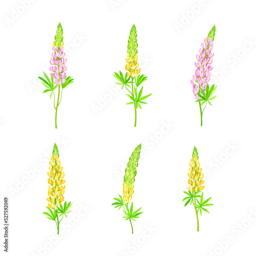 Lupin or Lupine Flowering Plant with Palmately Green Leaves and Dense Flower Whorl Vector Set