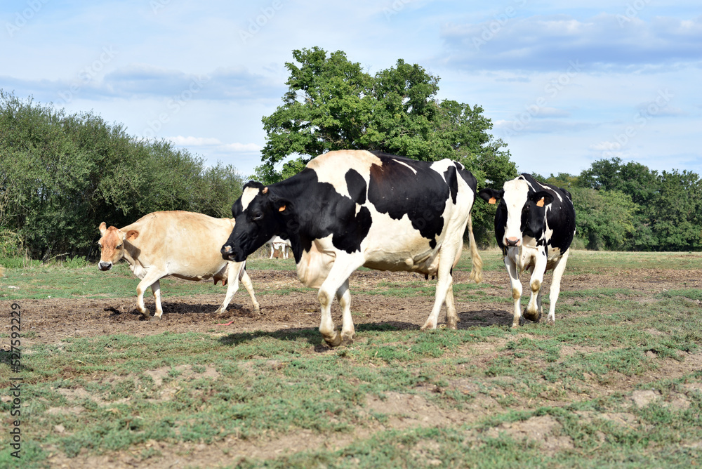 Des vaches laitières dans une exploitation agricole en France Des vaches laitières dans une exploitation agricole en France
