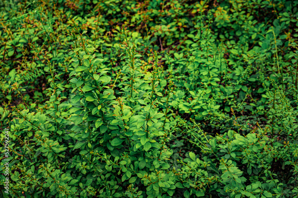 Background with bright, saturated green leaves Background with bright, saturated green leaves