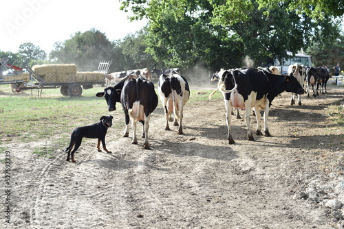 Принти на полотні Des vaches laitières dans une exploitation agricole en France