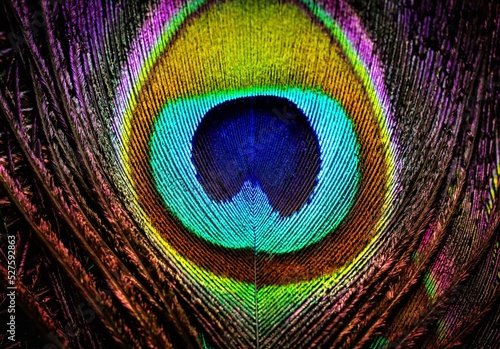Fotografie Beautiful peacock feather abstract texture