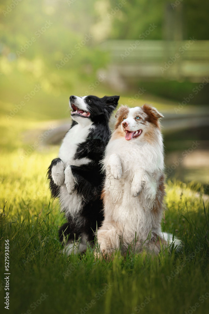two border collie dogs in morning sunrise green nature park