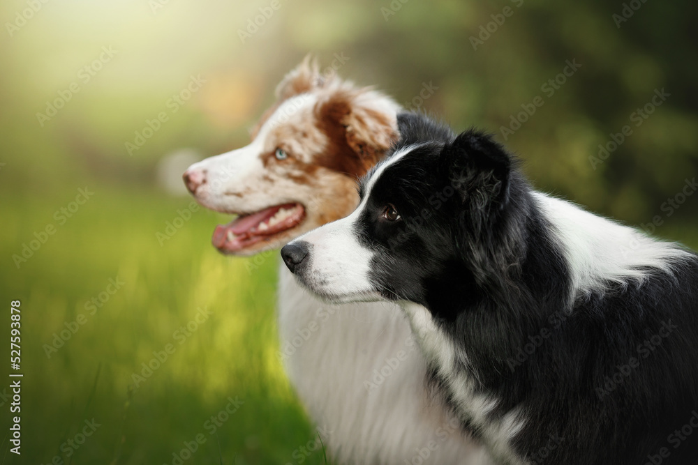 two border collie dogs portrait in morning sunrise green nature park