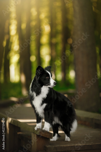 border collie dog stand in morning sunrise green nature park