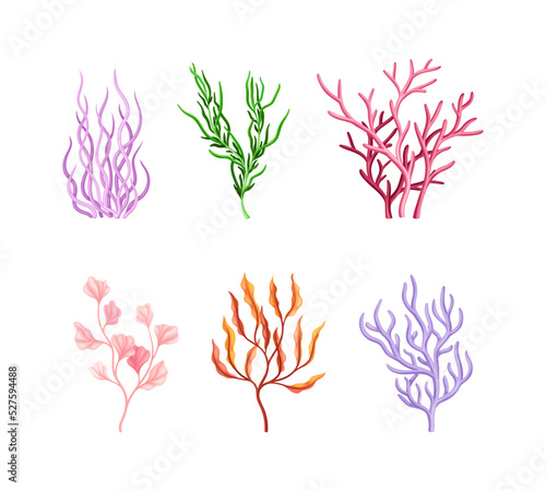 Colorful Coral as Marine Invertebrate from Ocean Bottom Vector Set