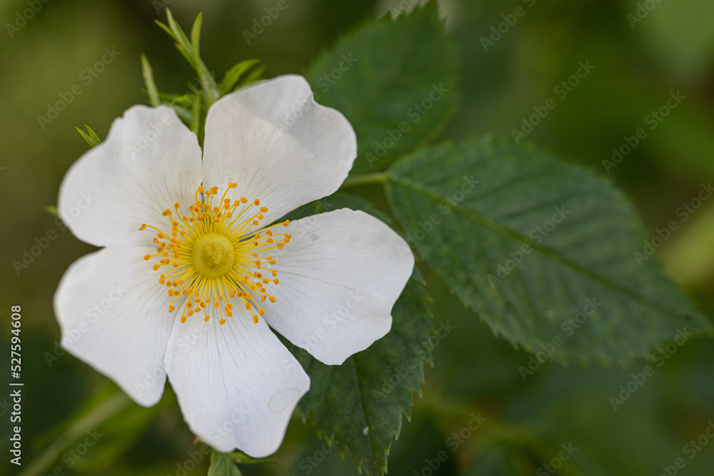 Close-up of a Dog Rose flower (Rosa canina) from which rose hips are harvested in autumn after the rain with water drops.