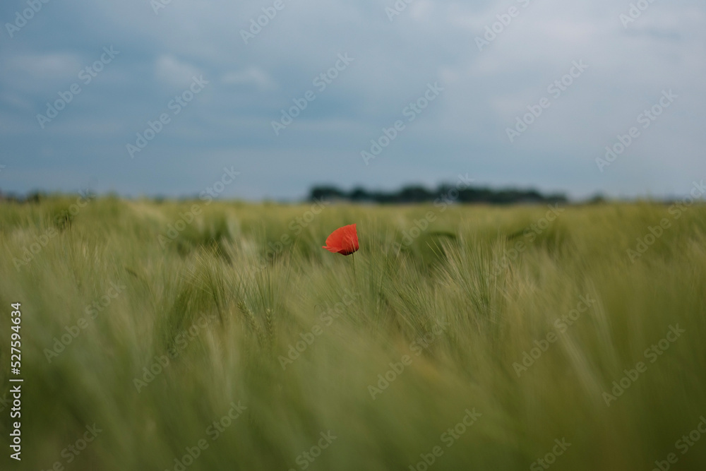 poppy in a field