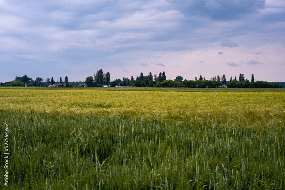 Fototapeta premium green wheat field