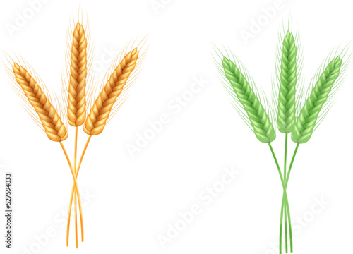 Ripe spikelets of wheat with grains,ears and stalks.Realistic illustration of seed plants,organic farming farming.Healthy lifestyle element.