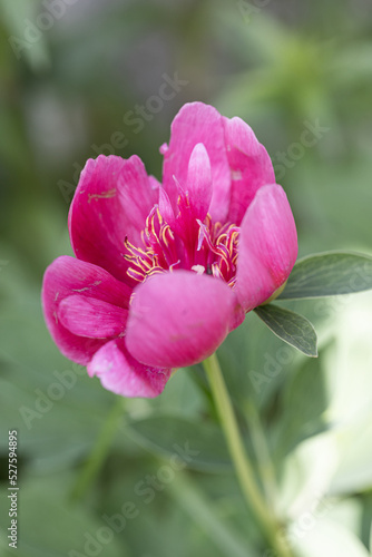 Pink Flower bomb tomato orangey peony Lorelei , blooming paeonia lactiflora in summer garden on natural blurred green background, closeup photo