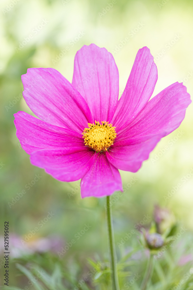Beautiful pink cosmos flowers (Cosmos Bipinnatus) in the garden. Close up of blooming Cosmos bipinnatus (commonly called the garden cosmos or Mexican aster) Beautiful pink cosmos flowers (Cosmos Bipinnatus) in the garden. Close up of blooming Cosmos bipinnatus (commonly called the garden cosmos or Mexican aster)