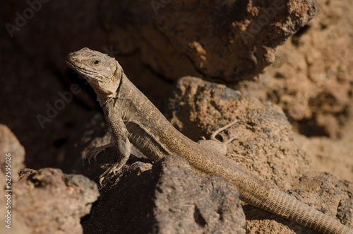 Female Gran Canaria giant lizard Gallotia stehlini. La Garita. Telde. Gran Canaria. Canary Islands. Spain.