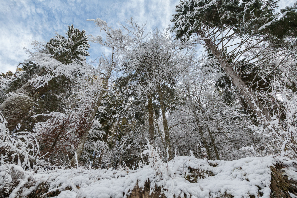 snowy forest winter landscape Dolomites snowy forest winter landscape Dolomites