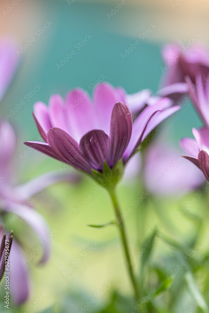Close up of a beautiful purple osteospermum flower also known as an African Daisy Close up of a beautiful purple osteospermum flower also known as an African Daisy