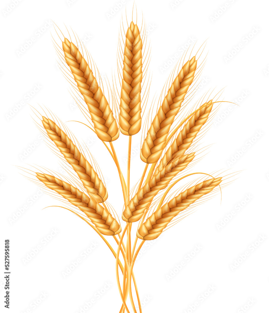 Ripe spikelets of wheat with grains,ears and stalks.Realistic illustration of seed plants,organic farming farming.Healthy lifestyle element. Ripe spikelets of wheat with grains,ears and stalks.Realistic illustration of seed plants,organic farming farming.Healthy lifestyle element.