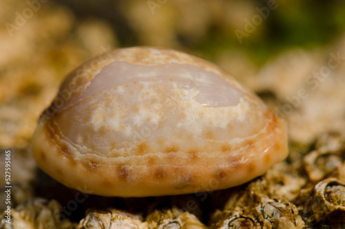 Shell of a dirty cowry Naria spurca. La Garita. Telde. Gran Canaria. Canary Islands. Spain.