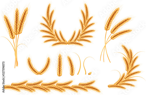 Ripe spikelets of wheat with grains,ears and stalks.Realistic illustration of seed plants,organic farming farming.Healthy lifestyle element.