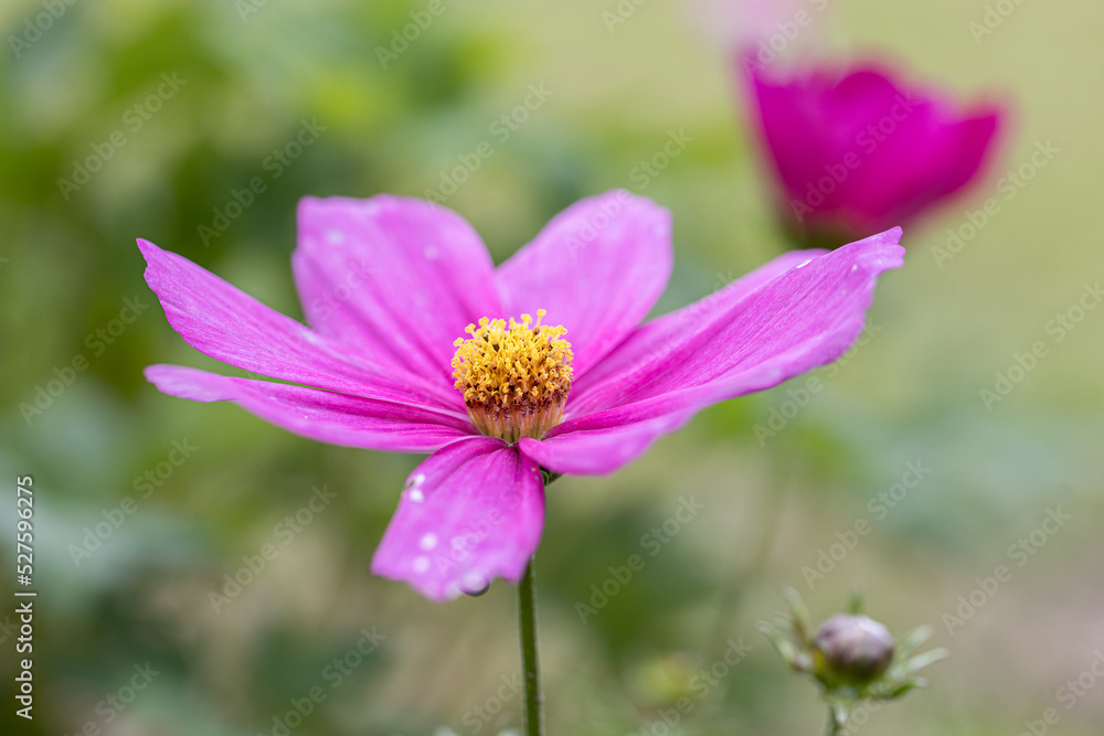 Close-up view to tube-petalled Cosmos flower (Cosmos Bipinnatus) with blurred background. Also known as Mexican Aster and Pied Piper. One isolated Pink pollinate flower Close-up view to tube-petalled Cosmos flower (Cosmos Bipinnatus) with blurred background. Also known as Mexican Aster and Pied Piper. One isolated Pink pollinate flower