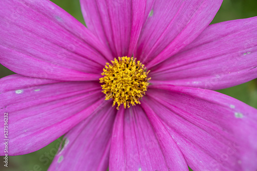 Close-up view to tube-petalled Cosmos flower  Cosmos Bipinnatus  with blurred background. Also known as Mexican Aster and Pied Piper. One isolated Pink pollinate flower