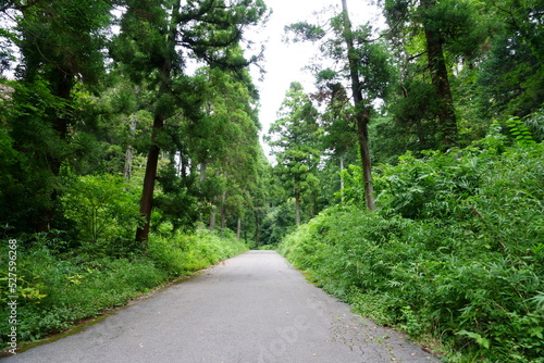 緑に覆われた森の中の道