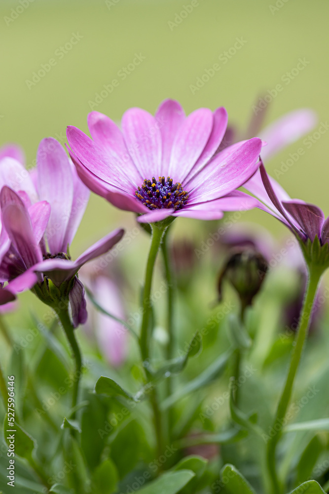 Obraz premium African daisy Osteospermum. Violet colorful flower with a dark blue center on a background of blurry green leaves. Plant for landscaping the garden.