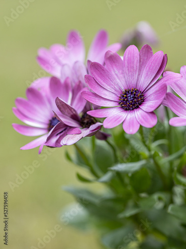 African daisy Osteospermum. Violet colorful flower with a dark blue center on a background of blurry green leaves. Plant for landscaping the garden.