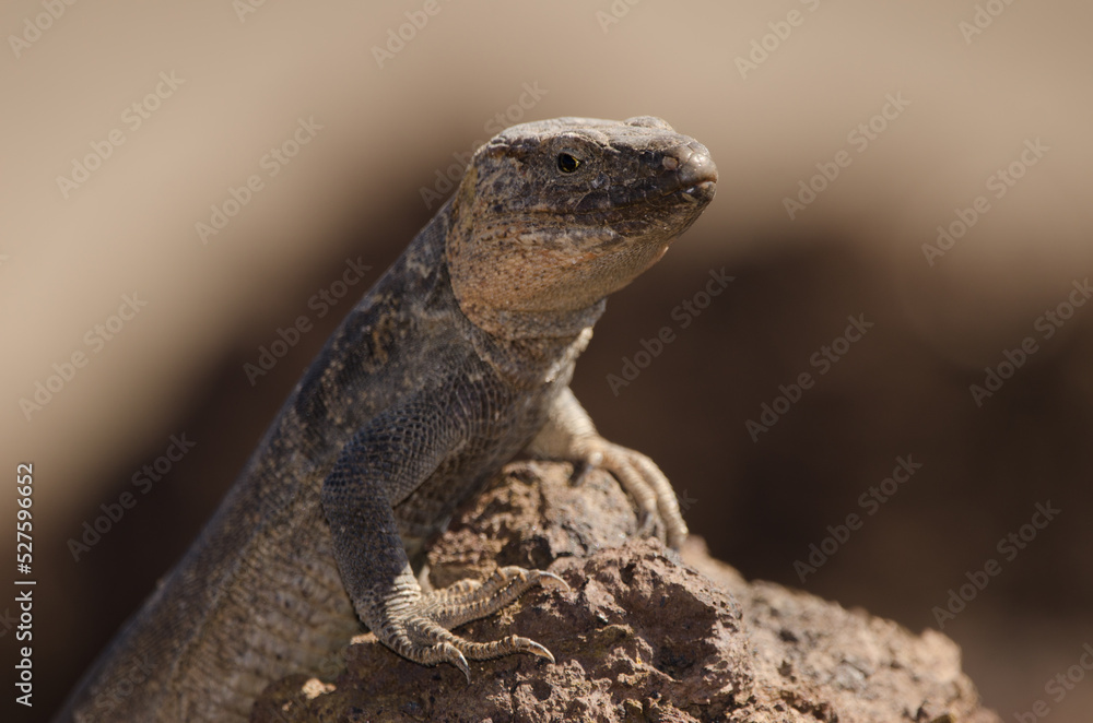 Male Gran Canaria giant lizard Gallotia stehlini. La Garita. Telde. Gran Canaria. Canary Islands. Spain. Male Gran Canaria giant lizard Gallotia stehlini. La Garita. Telde. Gran Canaria. Canary Islands. Spain.