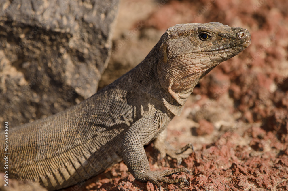Male Gran Canaria giant lizard Gallotia stehlini. La Garita. Telde. Gran Canaria. Canary Islands. Spain. Male Gran Canaria giant lizard Gallotia stehlini. La Garita. Telde. Gran Canaria. Canary Islands. Spain.