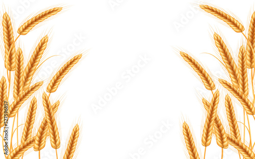 Ripe spikelets of wheat with grains,ears and stalks.Realistic illustration of seed plants,organic farming farming.Healthy lifestyle element.