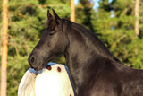portrait of a black stallion of the Friesian breed with a friend