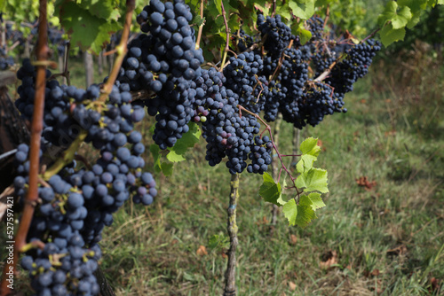 Wallpaper Mural Dark grape on branches of green tree in garden to make wine for winery. Torontodigital.ca