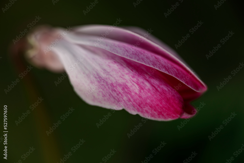 Single pink and white Cyclamen flower