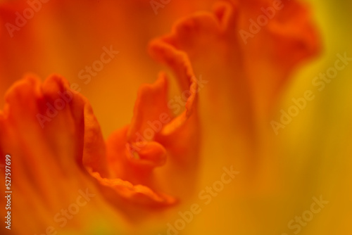 Orange and yellow Daffodil flower close-up