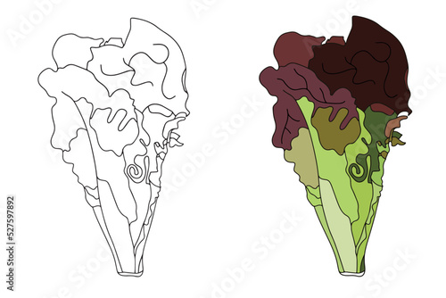 Vector illustration with red lettuce leaf. White background.
