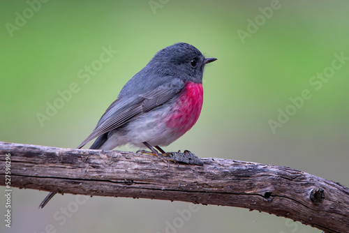 Male Rose Robin (Petroica rosea) photo