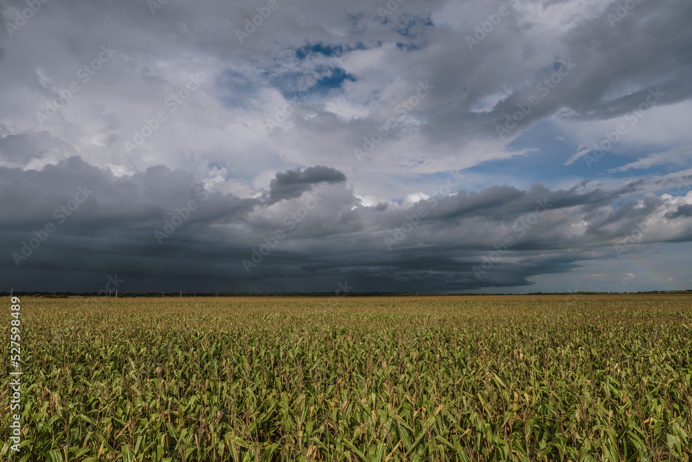corn field and cloudy sky