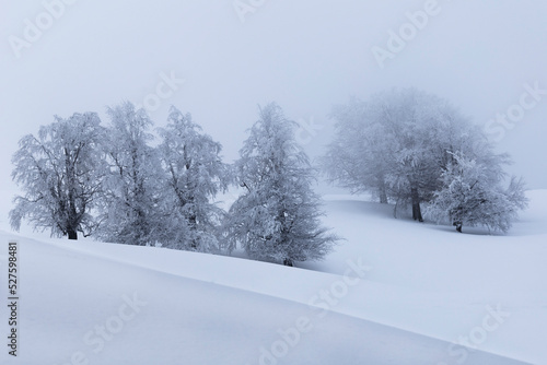 Winter trees in snowy forest