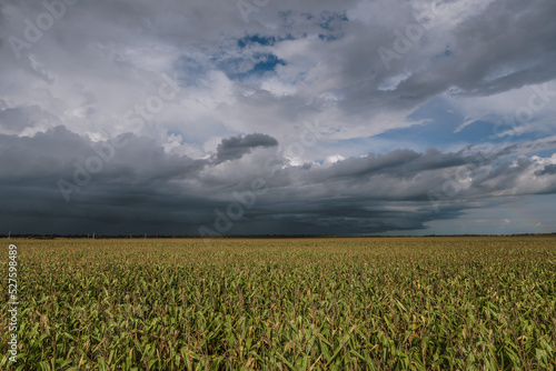 corn field and cloudy sky