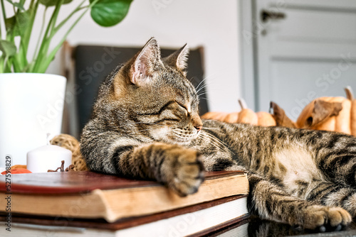 Gray tabby cat sleeping on coffee table with pumpkins and Monstera, placing his paw on the pile of books. Reading and studying, back to school concept. Fall mood.