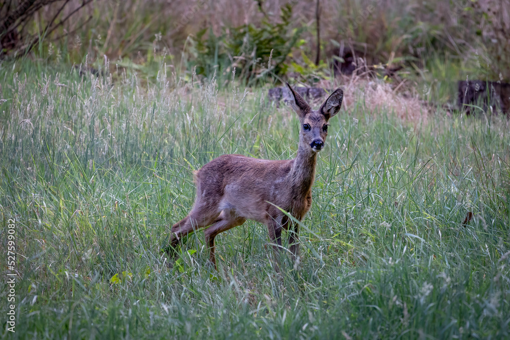 Roe deer in the forest, always wary of predators and hunters, with their perfectly camouflaged fur. Roe deer in the forest, always wary of predators and hunters, with their perfectly camouflaged fur.