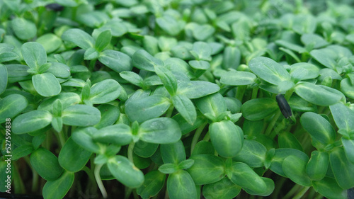 plant, leaves, fresh, grass, ingredient, basil, closeup, farm, growth, leaf, herb, spring, green, agriculture, cress, garden, nature, food, vegetable, organic, healthy, natural, field, summer,