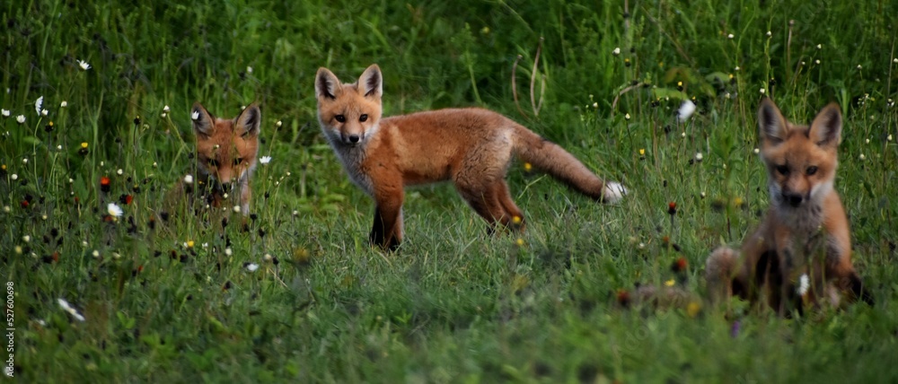 Young foxes in a field, Sainte-Apolline, Québec, Canada
